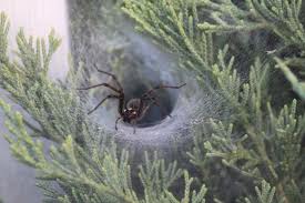 Spider Pest Control Services