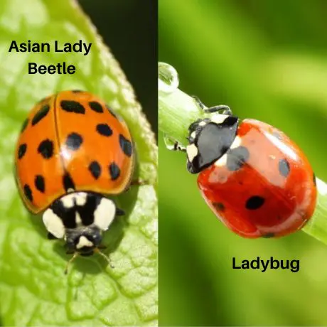 Asian Lady Beetle vs Ladybug